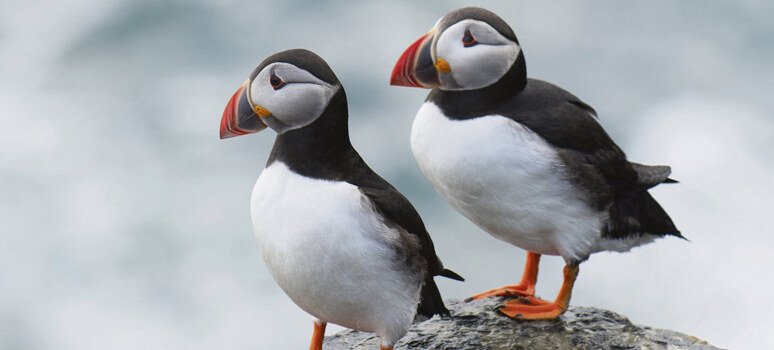 Tourisme en Bretagne - les Côtes d’Armor : Paimpol, l’ile de Bréhat et la côte de Granit Rose