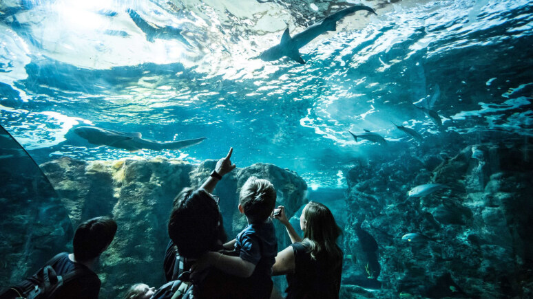Top 5 des Meilleurs Aquarium de France !